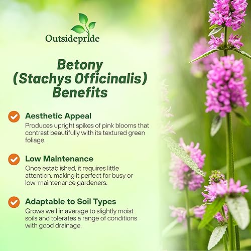 Miniatura 2 de Outsidepride Stachys Officinalis - Planta de jardín de hierbas de madera morada Betony Bishopswort, 1000 semillas