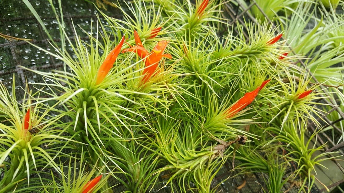 The Drunken Gnome Funkiana Air Plant Pack Tillandsia Live Easy Flowering Houseplants for Indoor Garden Office or Terrarium Small to Large (50 Pack)