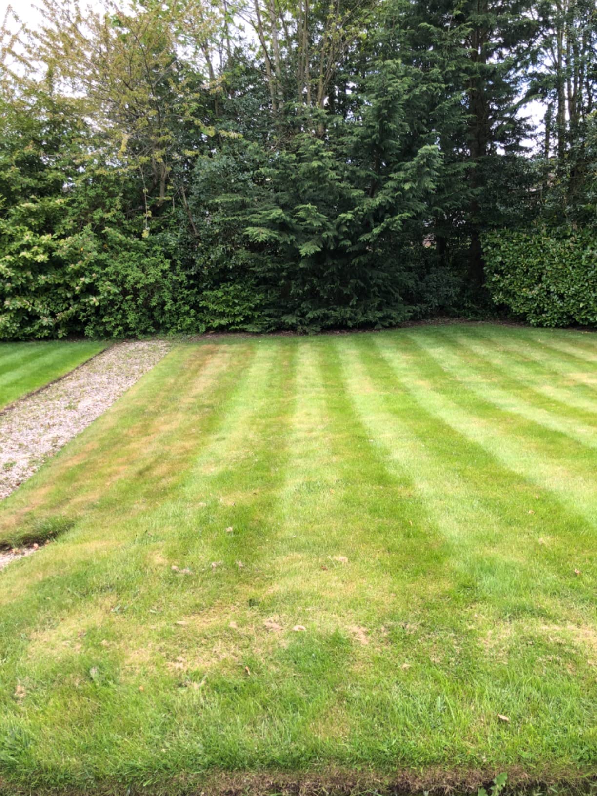 Viano Mo Bacter Instant Moss Remover For Lawns, 100 Natural Organic