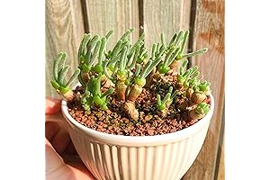 Monilaria Obconica Seeds: Your Charming Bunny Succulent Companion