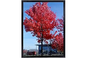 Medog 12x16 Picture Frame Black: Showcase Your Memories Elegantly