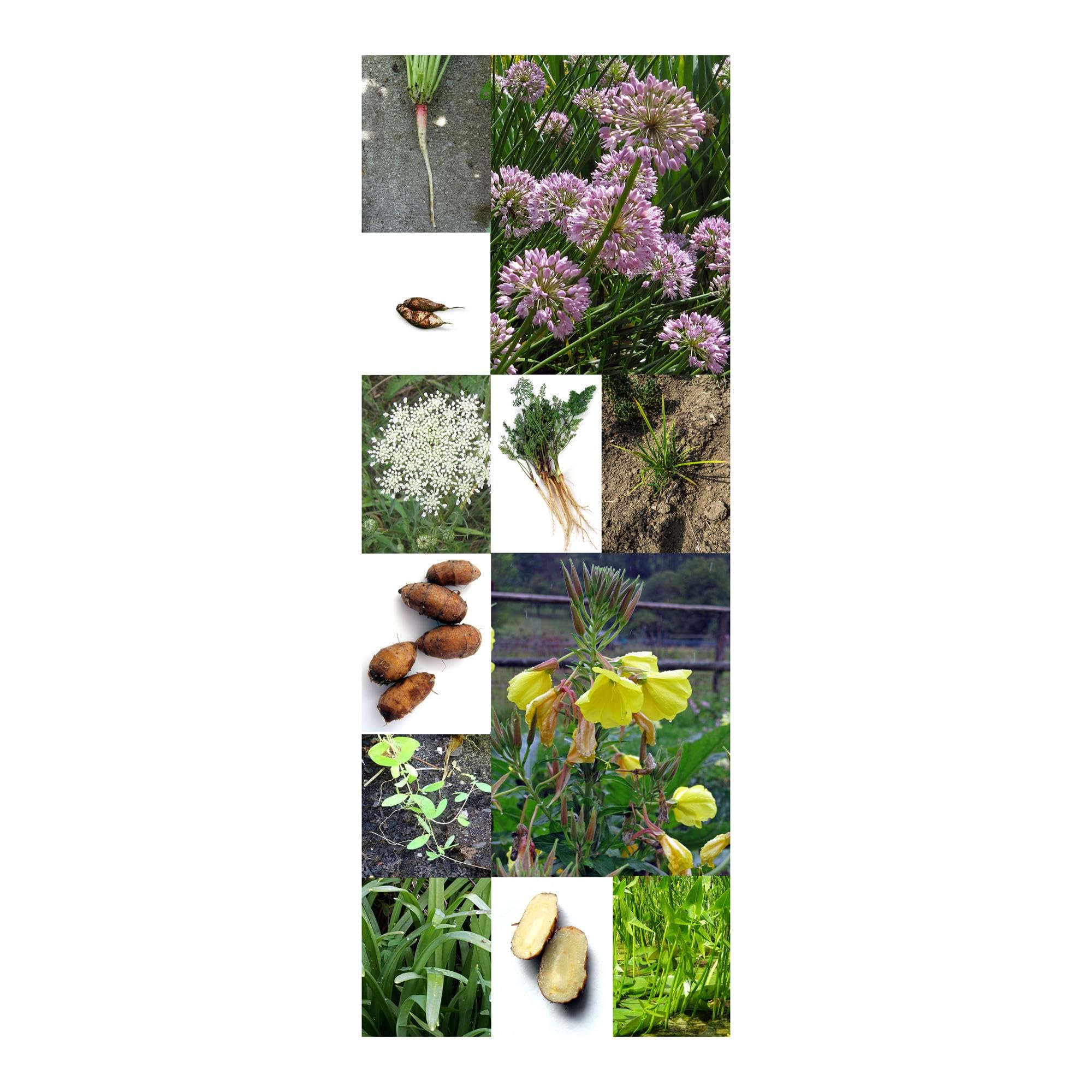 Les légumes sauvages - Coffret cadeau de semences avec 8 espèces plutôt inconnues pour le jardin