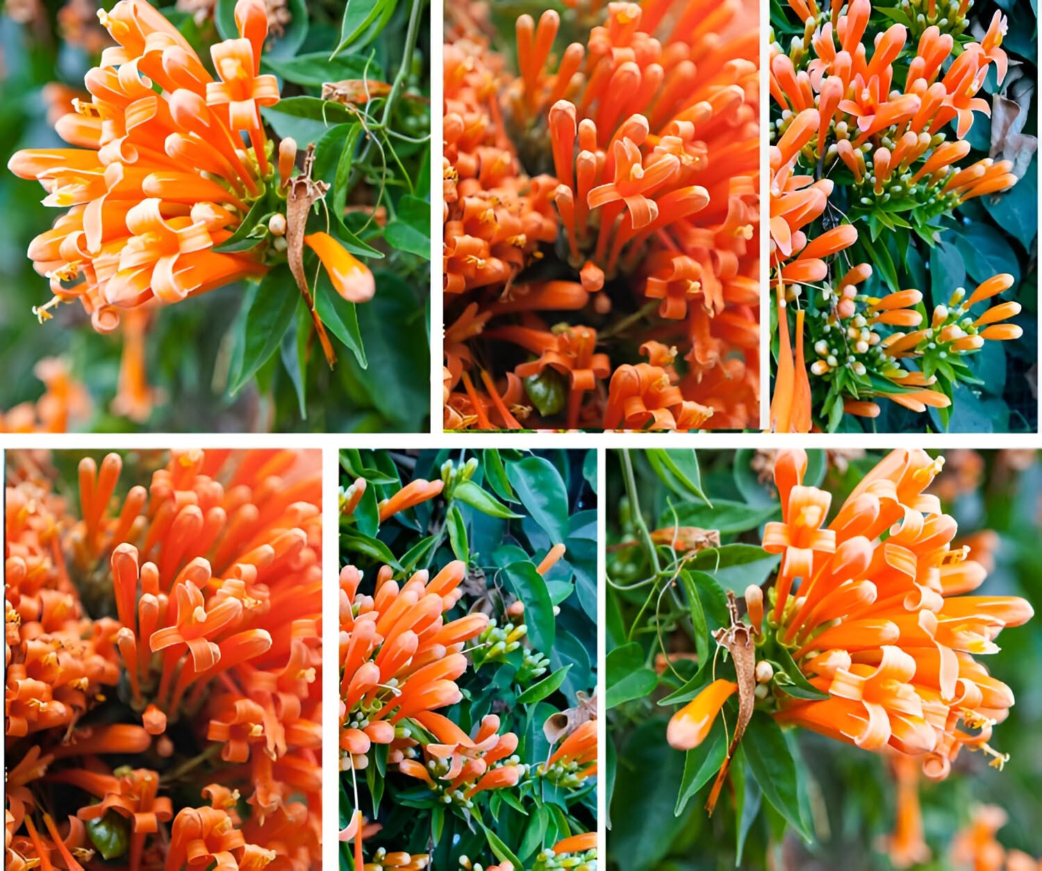 GLOBQRO Flame Vine Orange Flower Plant Orange Bignonia Pyrostegia
