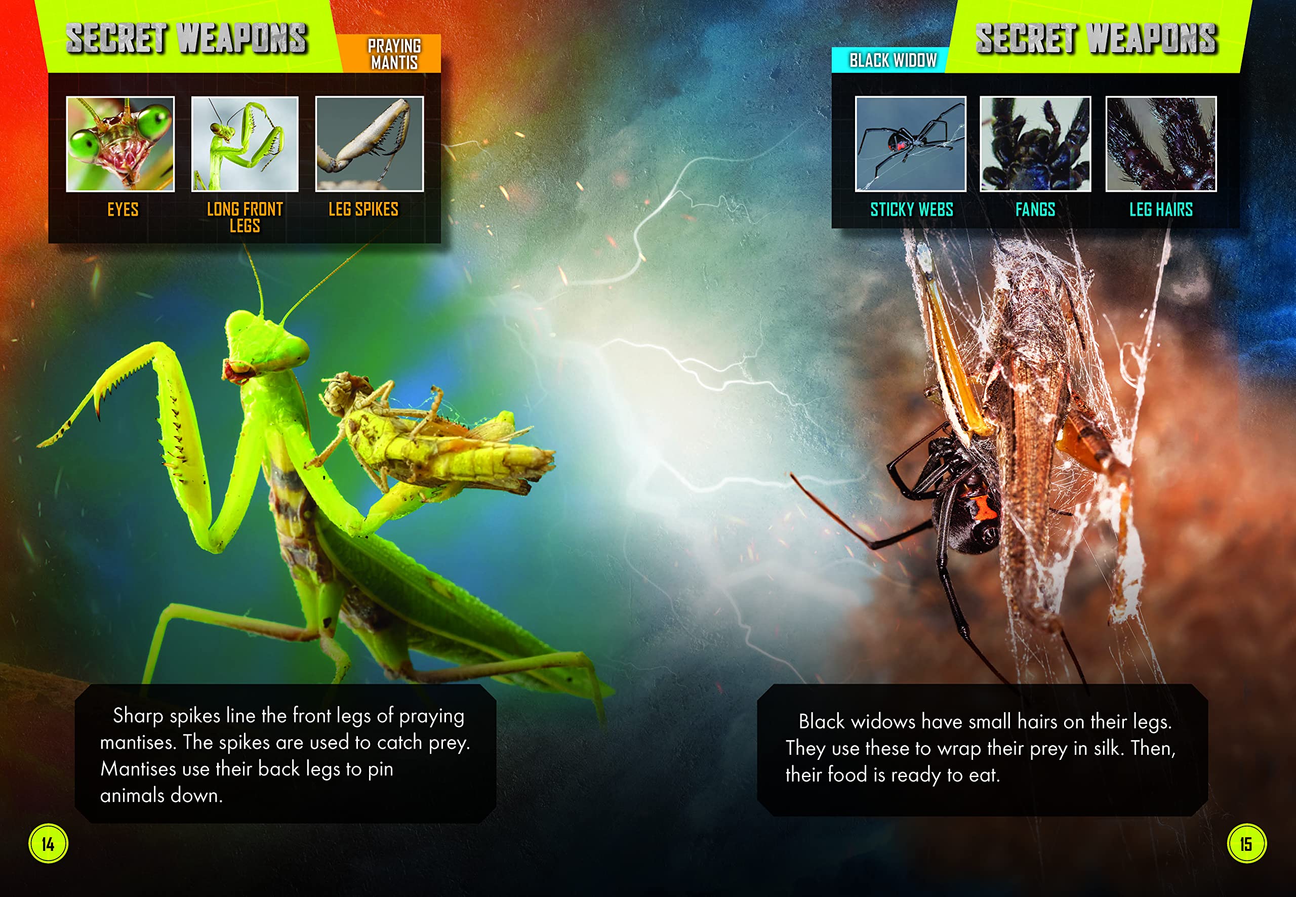 Praying Mantis Vs. Black Widow Spider