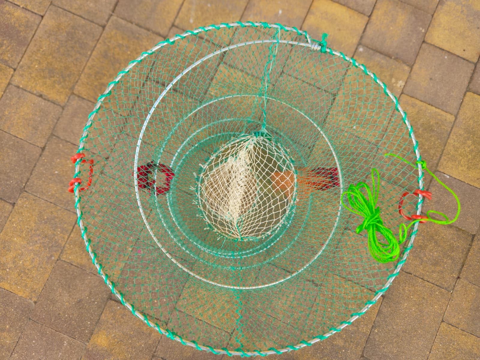 Lot de 2 rondelles Nasas EVIA crabes et pieuvres | Eau douce et salée | Diamètre 60 x 32 cm Maille verte 3 mm Pêche aux crustacés | Pack de 2 unités | Télescope pliable