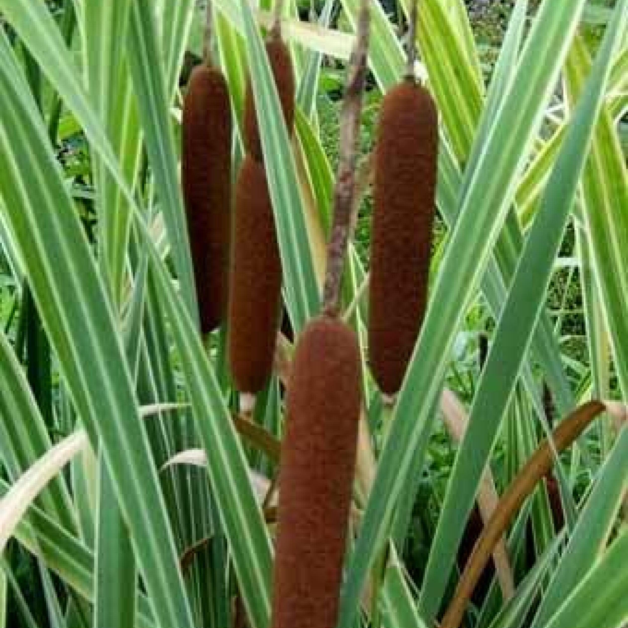 Chalily Variegated Cattail