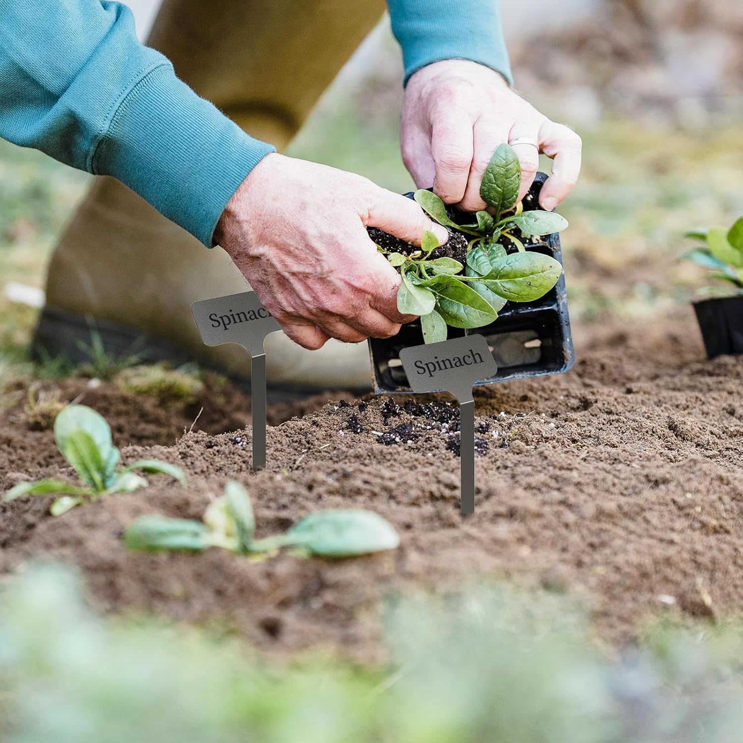Stainless Steel Plant Labels, Metal Waterproof Plant Markers,Height 12.75 in, Label Area 2.5 in*1.25 in resuable Nursery Tags for Vegetables herb Flower Seed Green House- 20-Pack - Image 5