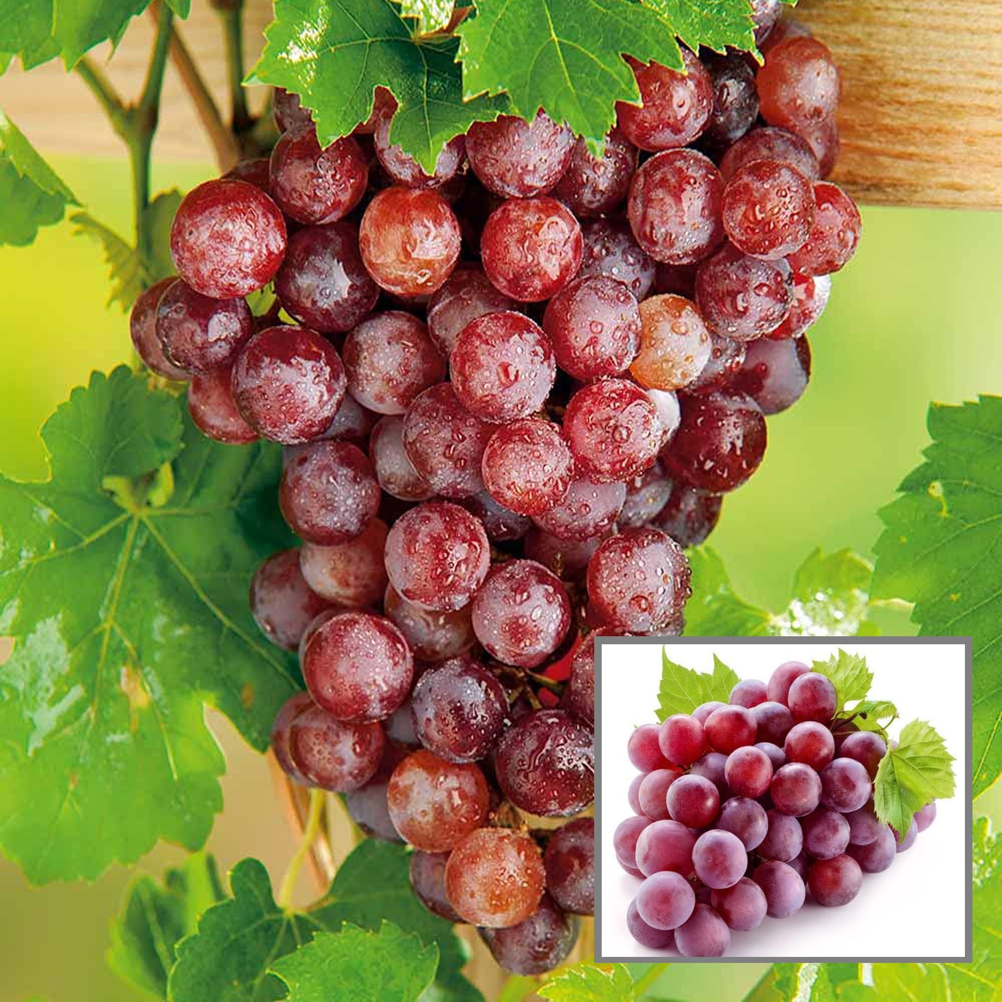 See full amazon price history chart for HAPING Red Flame Seedless Grapes Angoor Layering/Grafted Fruit Live Plant HAPING Red Flame Seedless Grapes Angoor Layering/Grafted Fruit Live Plant (B0CV7MZFXL) Amazon Price History, Amazon Price Tracker