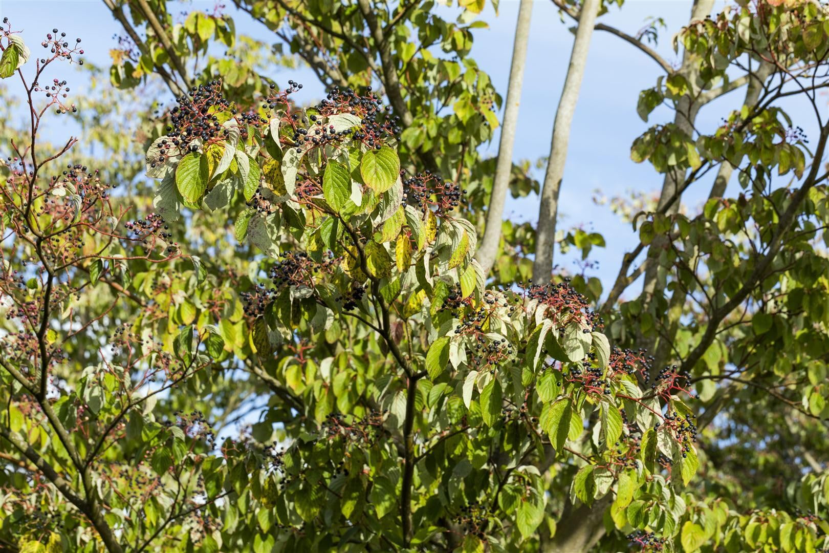 Roter Hartriegel Cornus sanguinea 150-200 cm Heckenpflanze winterhart
