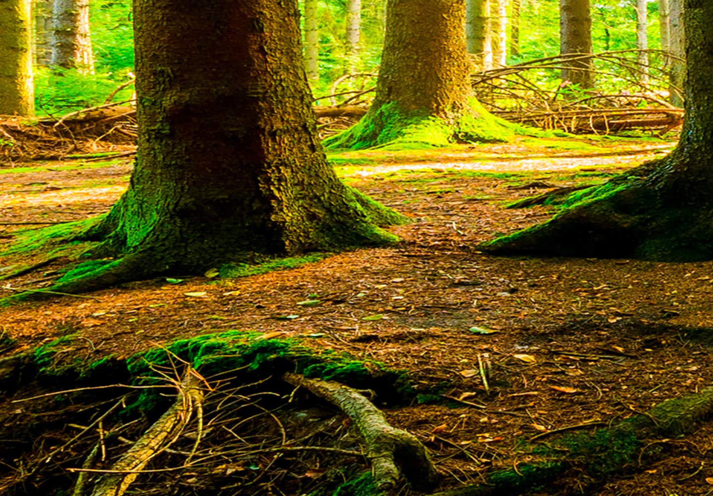murando Cuadro Acústico Bosque 225x90 cm espuma acústica absorbe el sonido | aislamiento lienzo de 5 piezas Impresión Artística Decoración de Pared Imagen