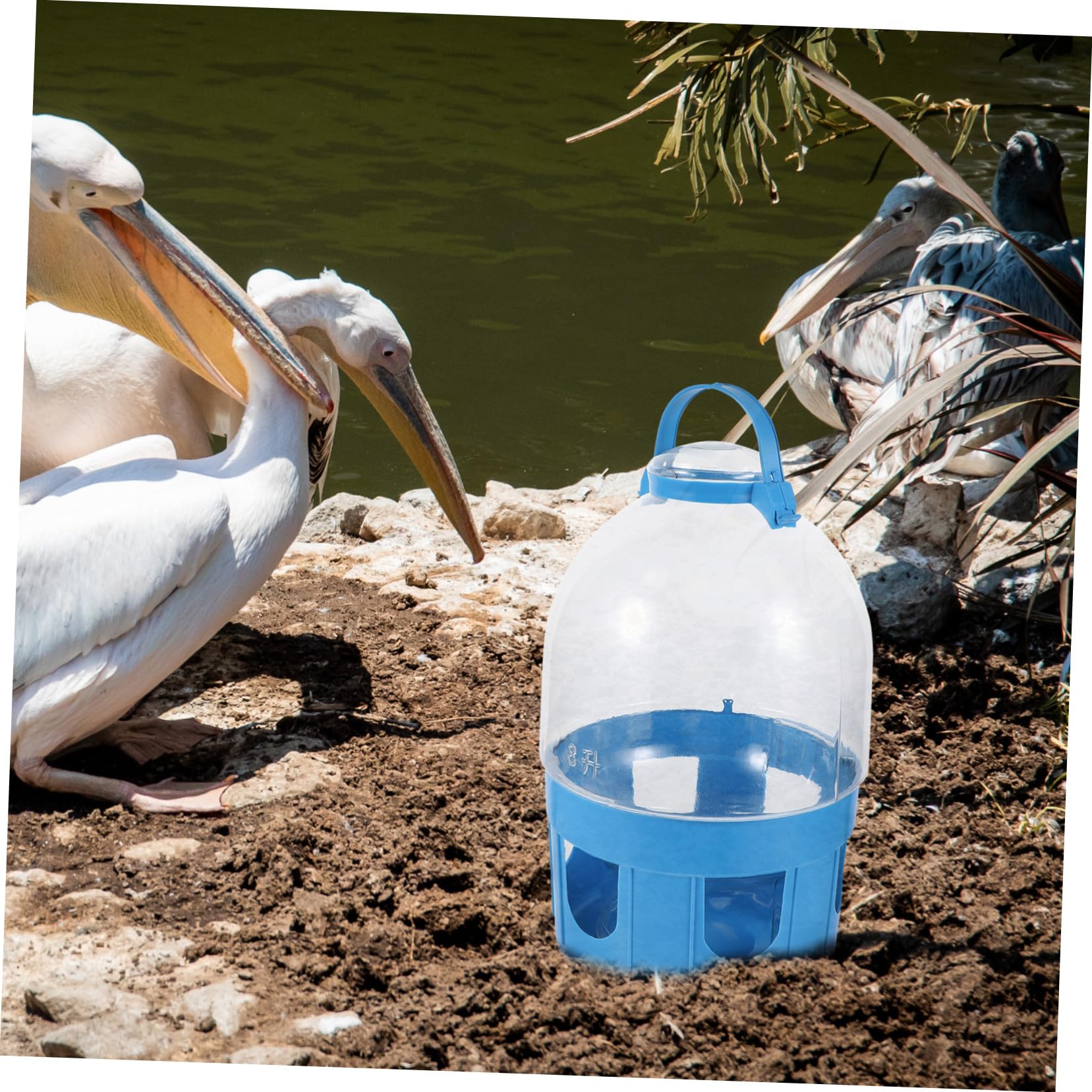 Wasserspender Zufällige Farbe aus PVC Tauben mit Großer Kapazität Abnehmbar und Einfach zu Bedienen für Vogeltränke und Heimdekoration