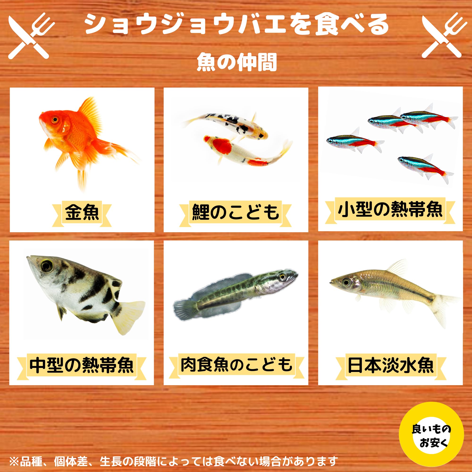 Amazon | キイロショウジョウバエ 150匹 （100匹+死着保障分50匹