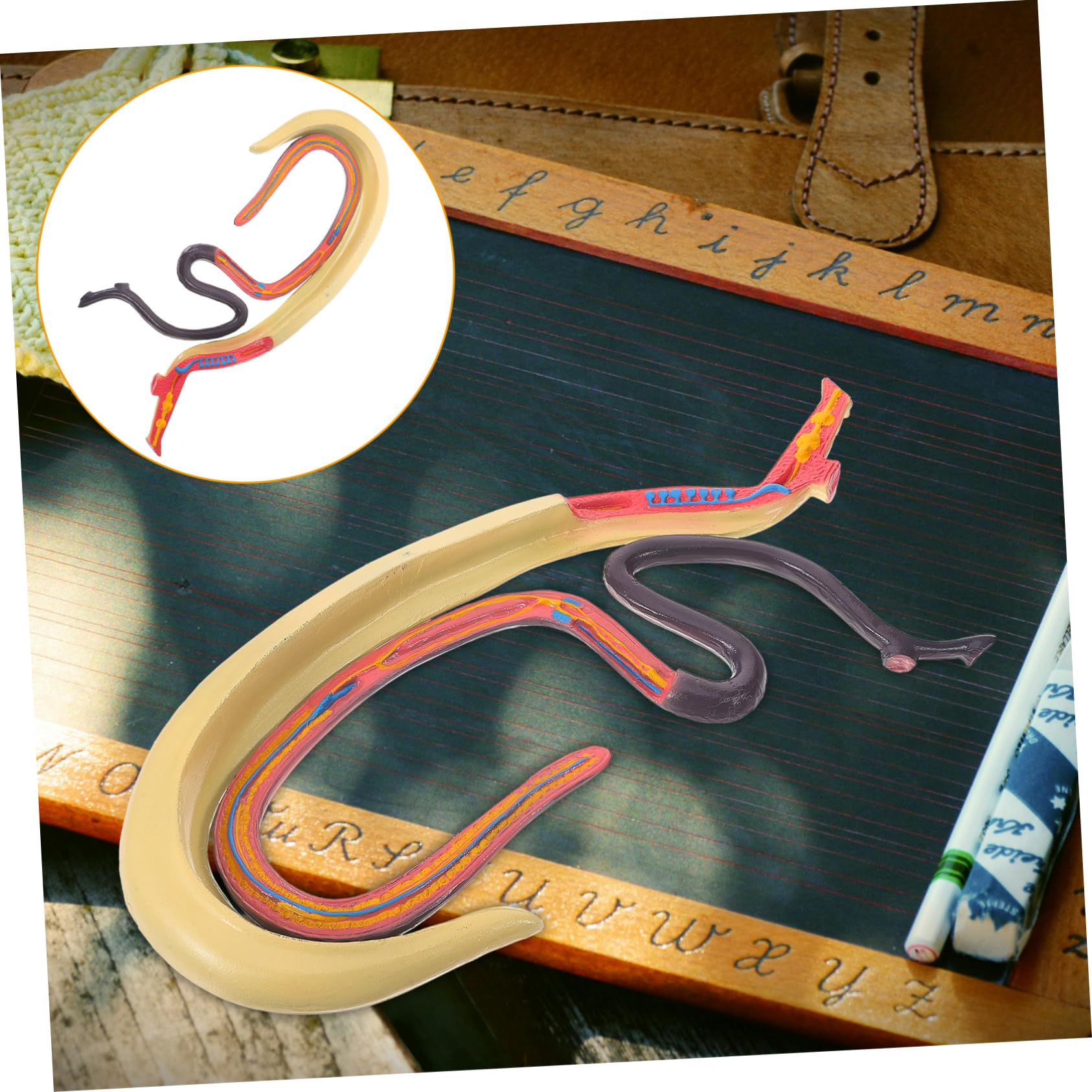 Modello Anatomico di Schistosoma Artificiale per Insegnamento | Smontabile, Plastico, per Aula di Biologia e Ricerca in Laboratorio, Materiale Didattico per Studenti