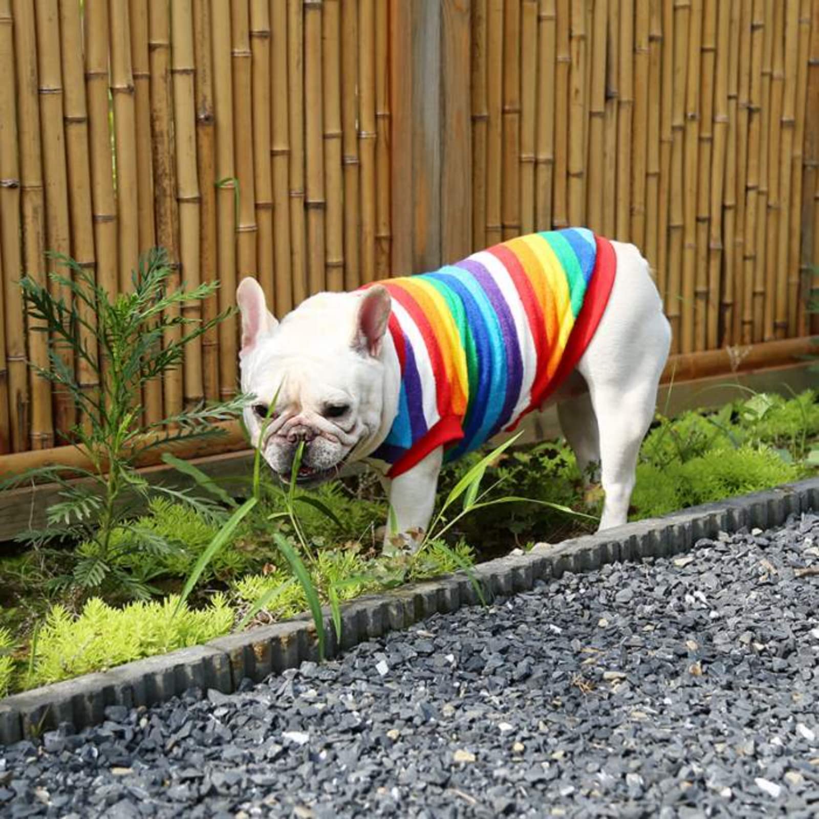 Amazon.co.jp: フレンチブルドック フレブル 小型犬 中型犬 レインボー 
