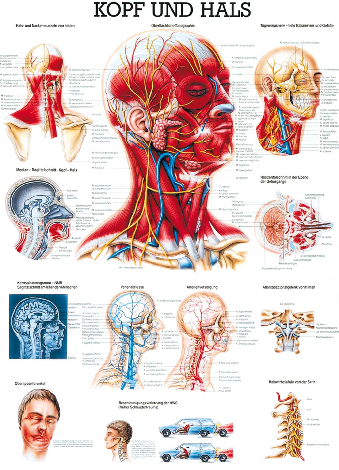 Ruediger Anatomie TA19 Kopf und Hals Tafel, 70 cm x 100 cm, Papier