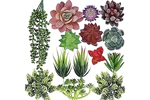 CEWOR Face Succulent Plants Decoration Unpotted