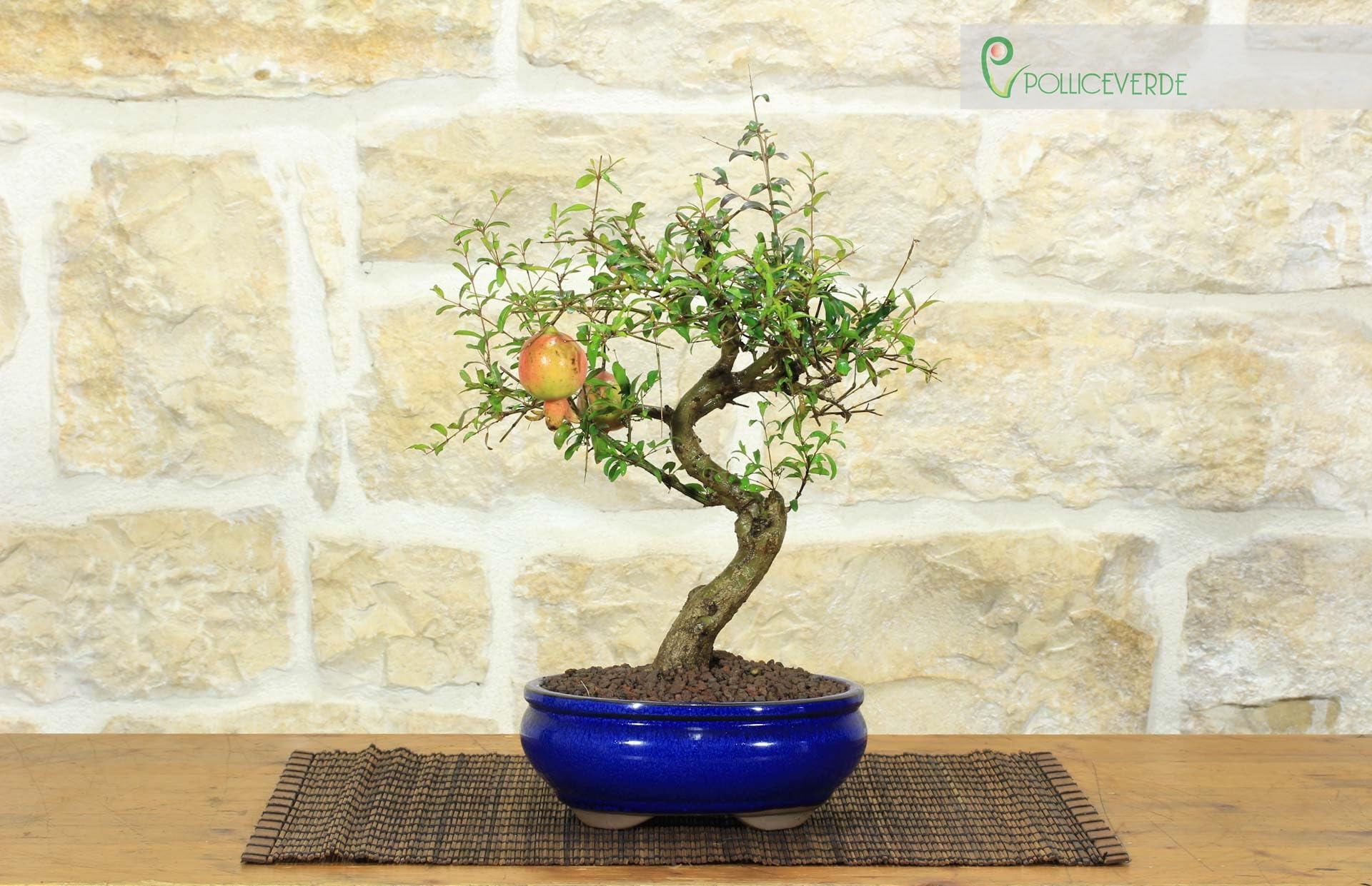 Pollice Verde - Bonsai Melograno Nano (Punica Granatum) 9 Anni – Pianta Vera da Esterno con Fiori Vivaci e Frutti – Vaso in Ceramica Smaltata – Idea Regalo per Giardino