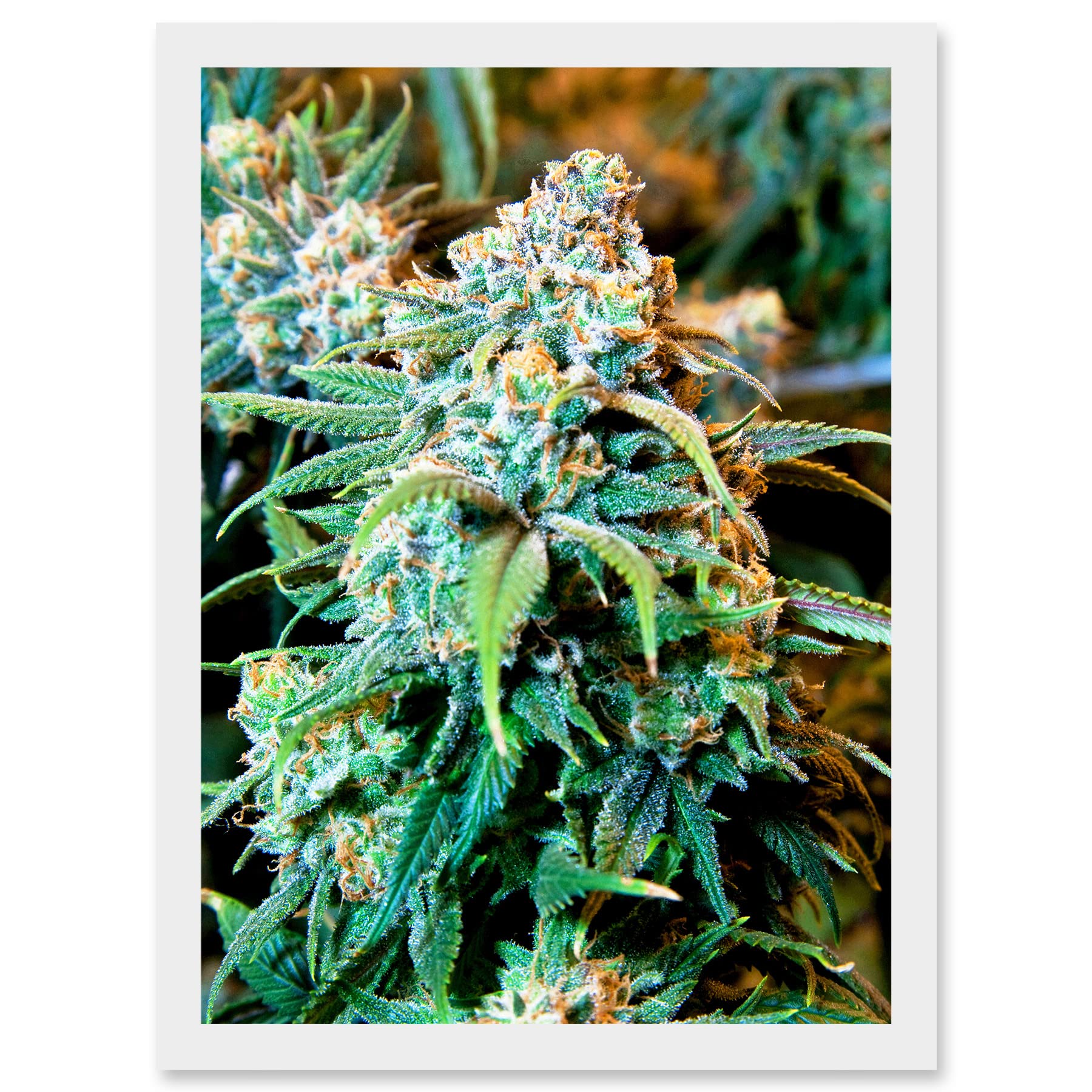 Artery8 Photography Nature Cannabis Marijuana Bud Weed Plant Artwork Framed Wall Art Print A4