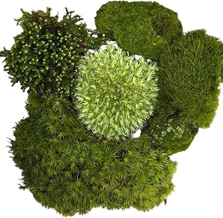 Live Terrarium Moss Assortment