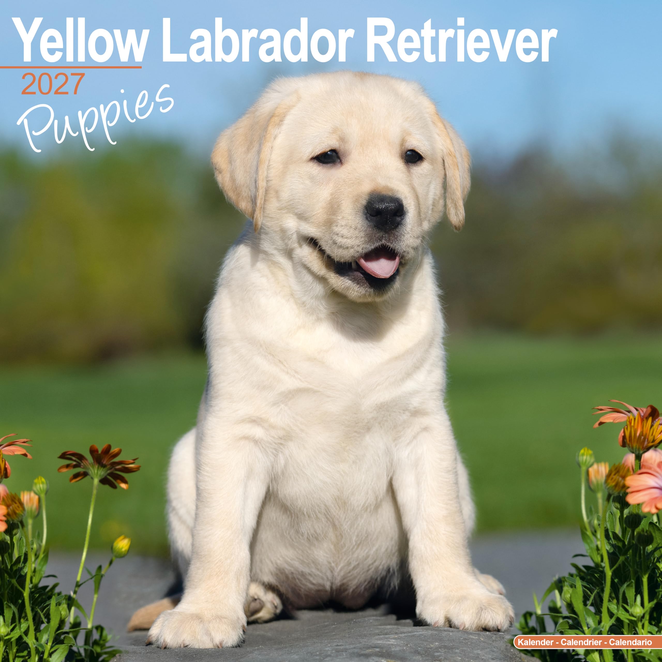 Yellow Labrador Retriever Puppies Calendar 2027, Wall Calendars, Gift