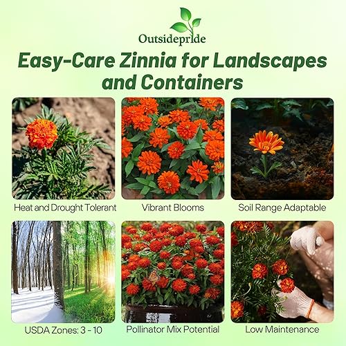 Miniatura 2 de Outsidepride - Zinnia, 100 semillas anuales, Marylandica Zahara Double Orange Fire, flores para plantar, color naranja