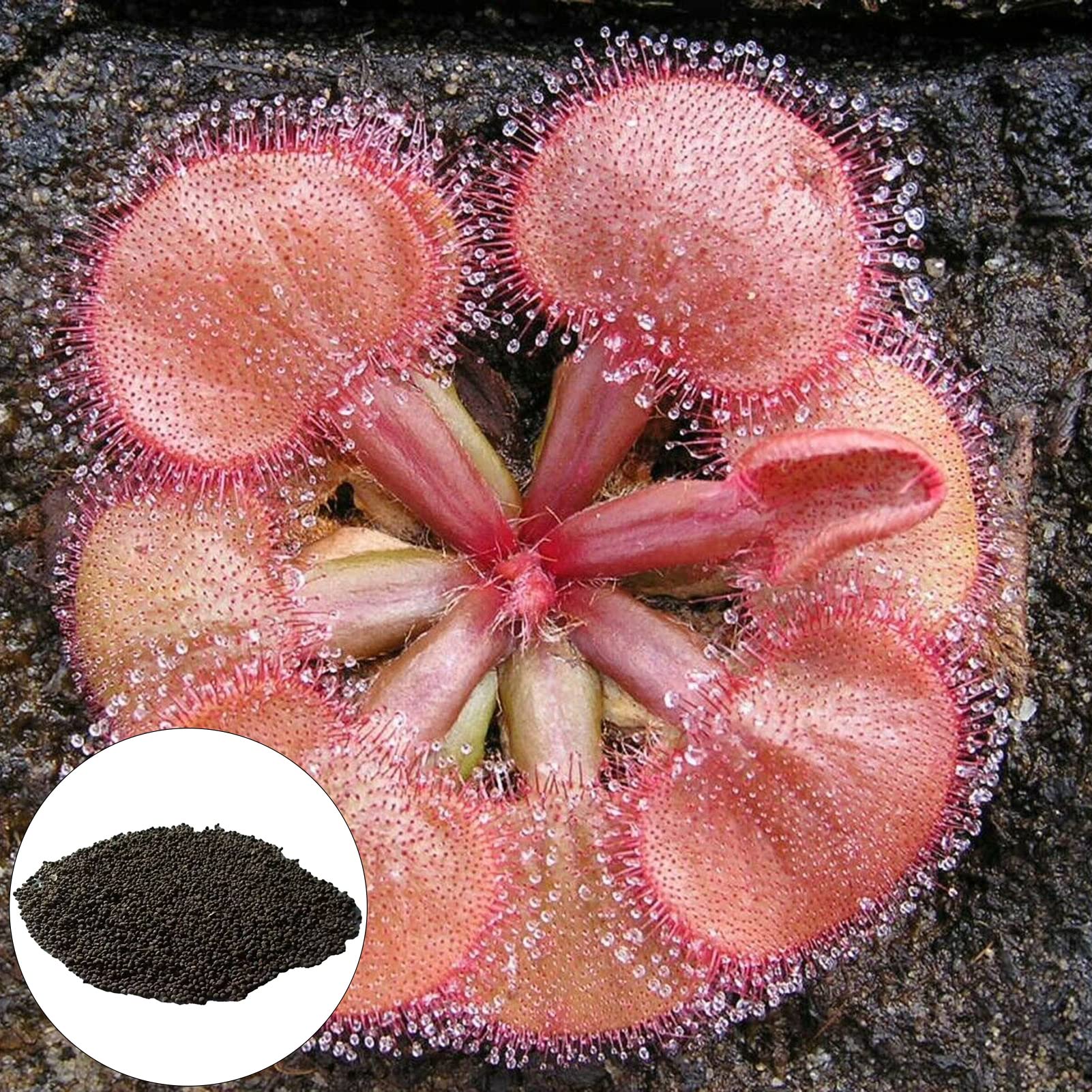 Semillas de Plantas carnívoras Naturaleza Atractiva Especial Hermosas Semillas de Plantas carnívoras para balcón