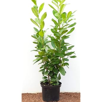 Cherry Raspberry Hedge Plants Evergreen Privacy Screen Prunus Lauroc. 'Novita' grown in pot 80-100cm Evergreen hardy cutting-compatible ideal for privacy and shaped hedges easy to clean sunny to semi-shaded