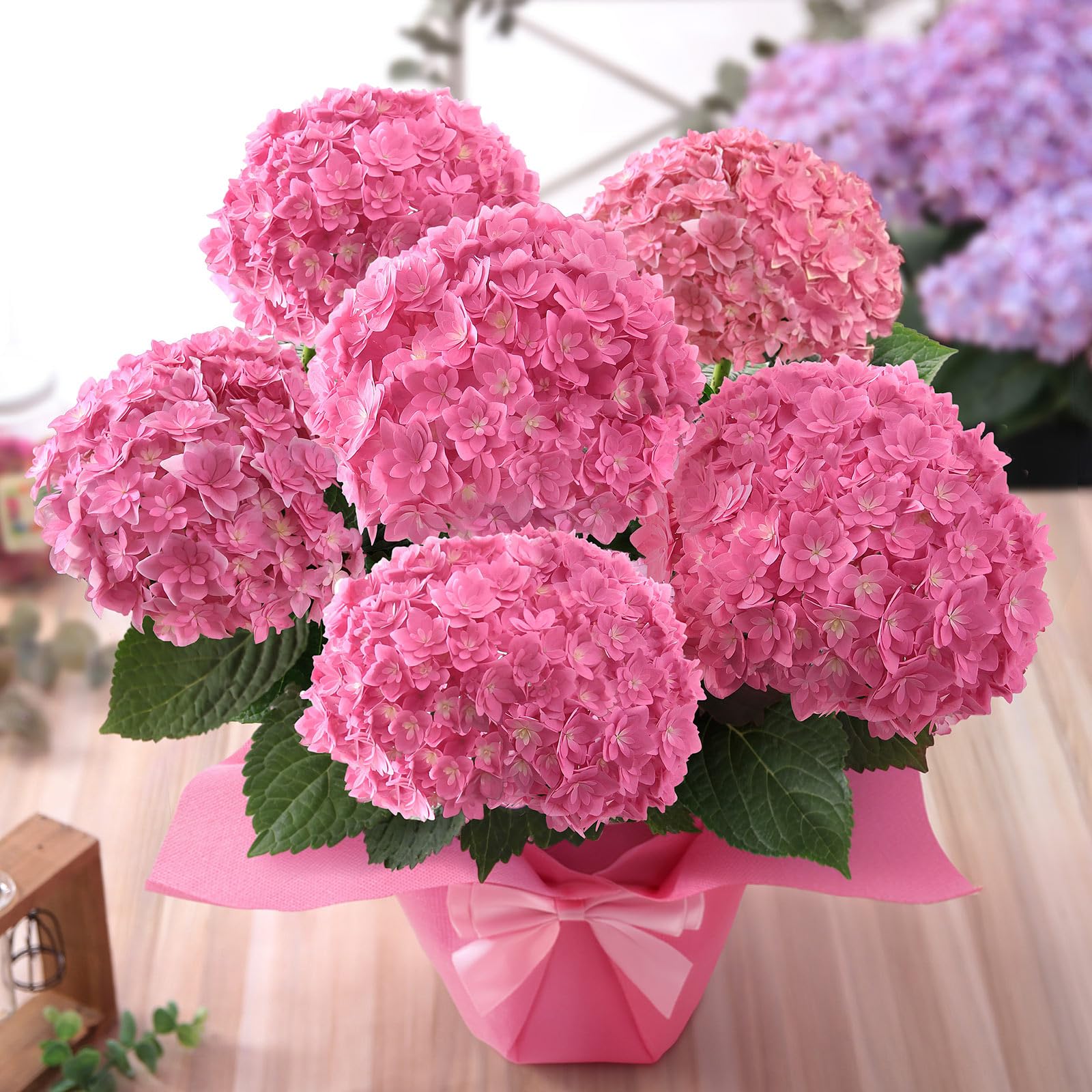 Amazon.co.jp: 母の日 花 鉢植え ギフト プレゼント アジサイ鉢