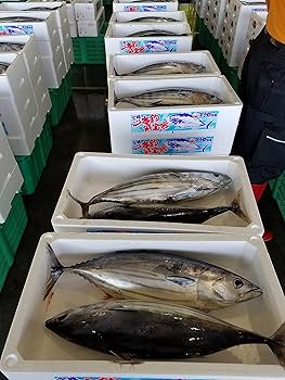 Amazon.co.jp: 高知 足摺沖産 天然一本釣り カツオ 鰹 小型 2~3kg Amazon.co.jp: 高知 足摺沖産 天然一本釣り カツオ 鰹 小型 2~3kg