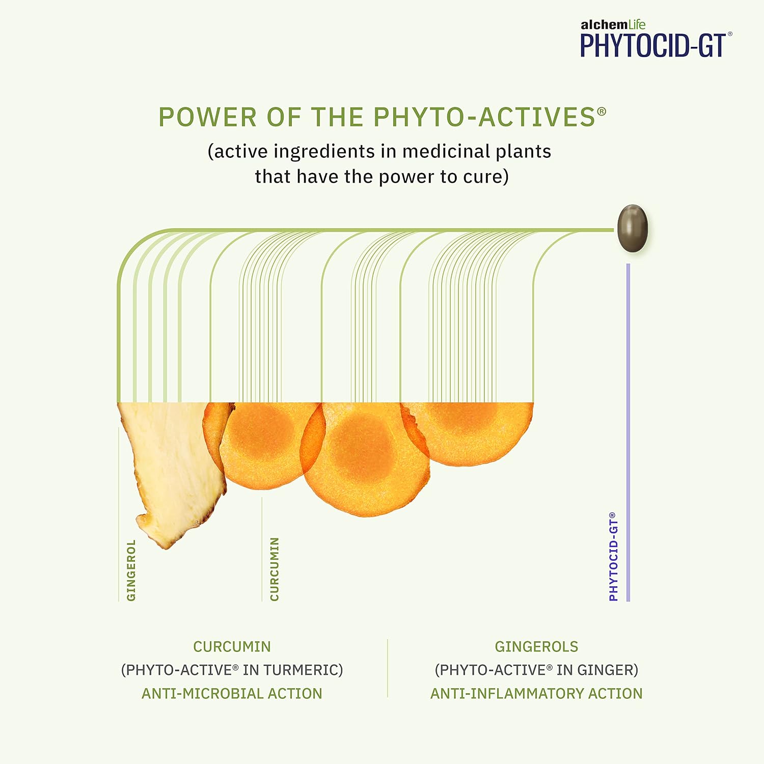 AlchemLife PhytoCid-GT - Natural Digestive Supplement Aiding Indigestion, Gas, Bloating, Heartburn & Motion Sickness - Made with Powerful Phyto-Actives of Turmeric & Ginger - (30 Softgels/Capsules)