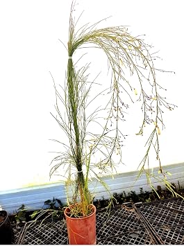 serada decor & plant Kırmızı Mercan Çiçeği, Beyaz Mercan Çiçeği 2 Adet + Bordo Yaprak Güzeli Hediyeli Bahçe Bitkisi, 40-60 cm