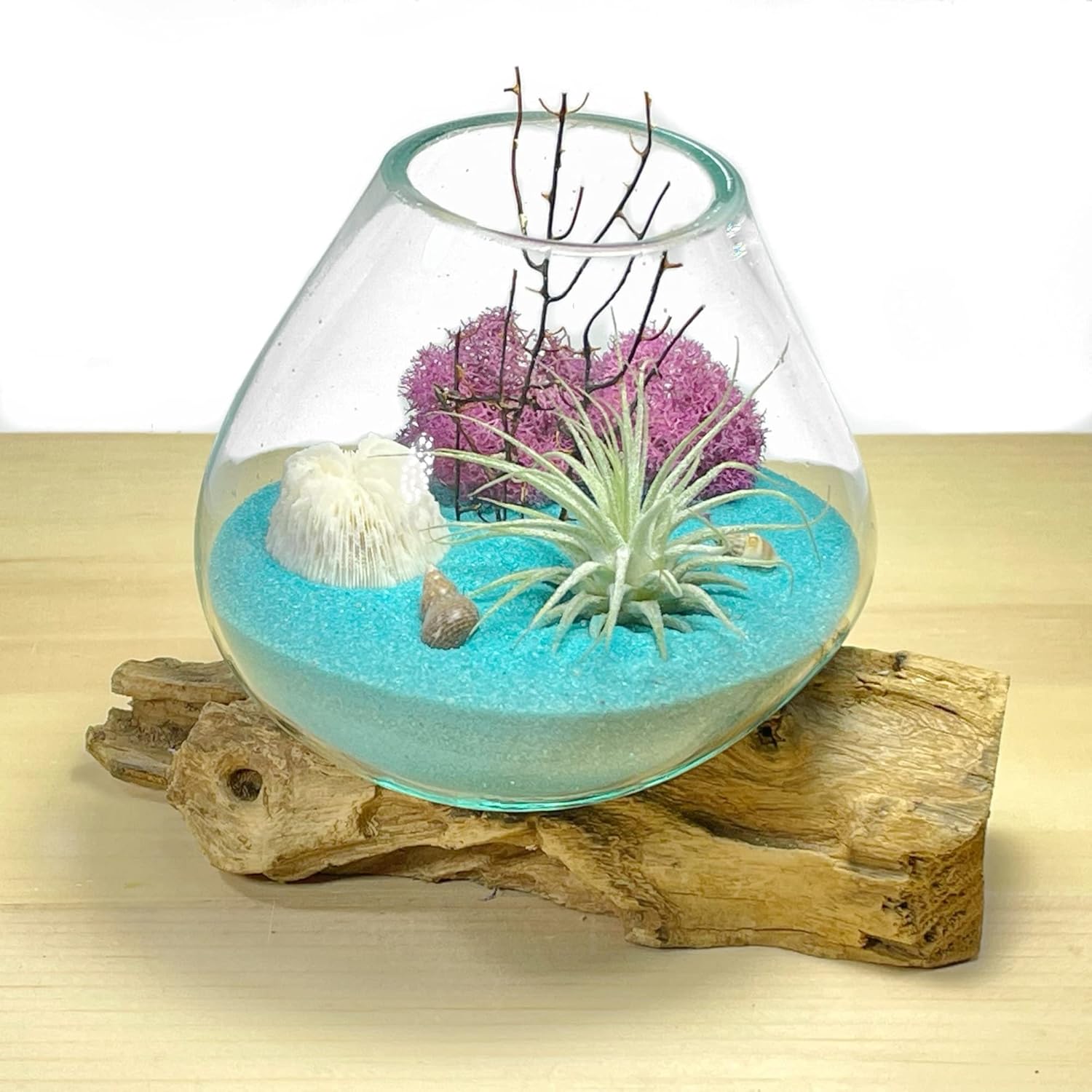 Terrarium Live Air Plant Genuine Coral, Black Fan in Molten Glass Vase Complete Kit Great Gift Turquaise Sand