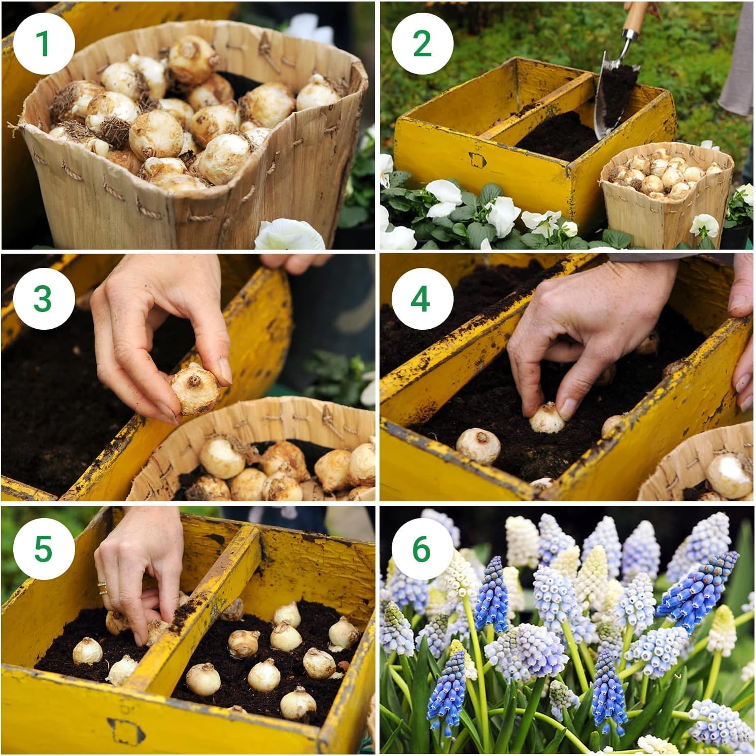 Mélange Économique de Muscari - Muscari | 100 Bulbes Fleurs à Planter Exterieur, Plantes Vivaces Exterieur, Rustique, Naturelle Plantes Hollande (gros, pas graines)