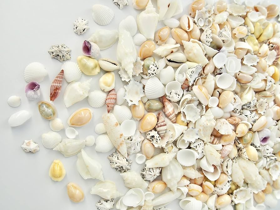Amazon.co.jp: 【貝殻の問屋さん】貝殻セット ミックスシェル