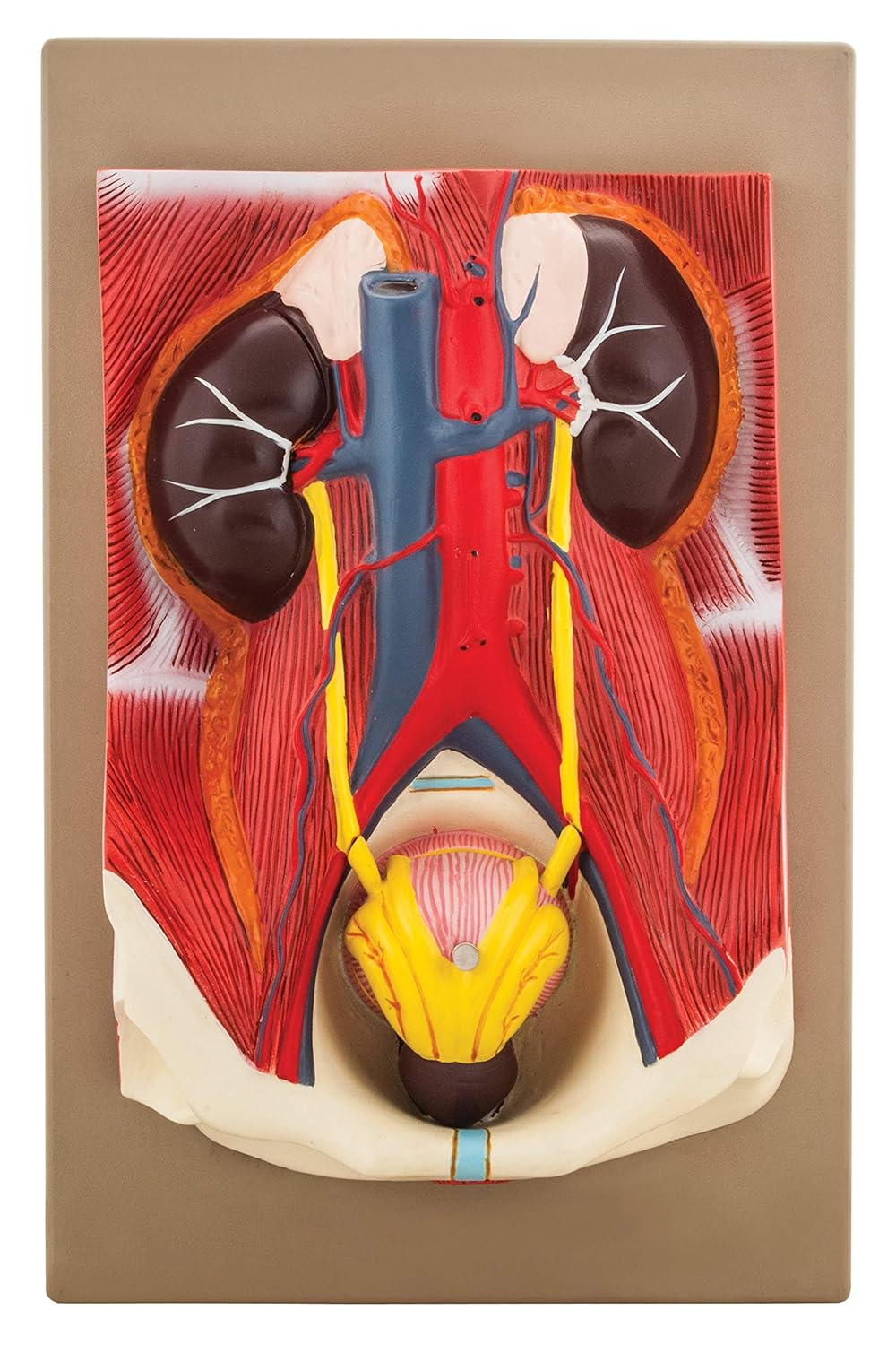 Eisco Labs Human Urinary Organs Model- 3 Parts