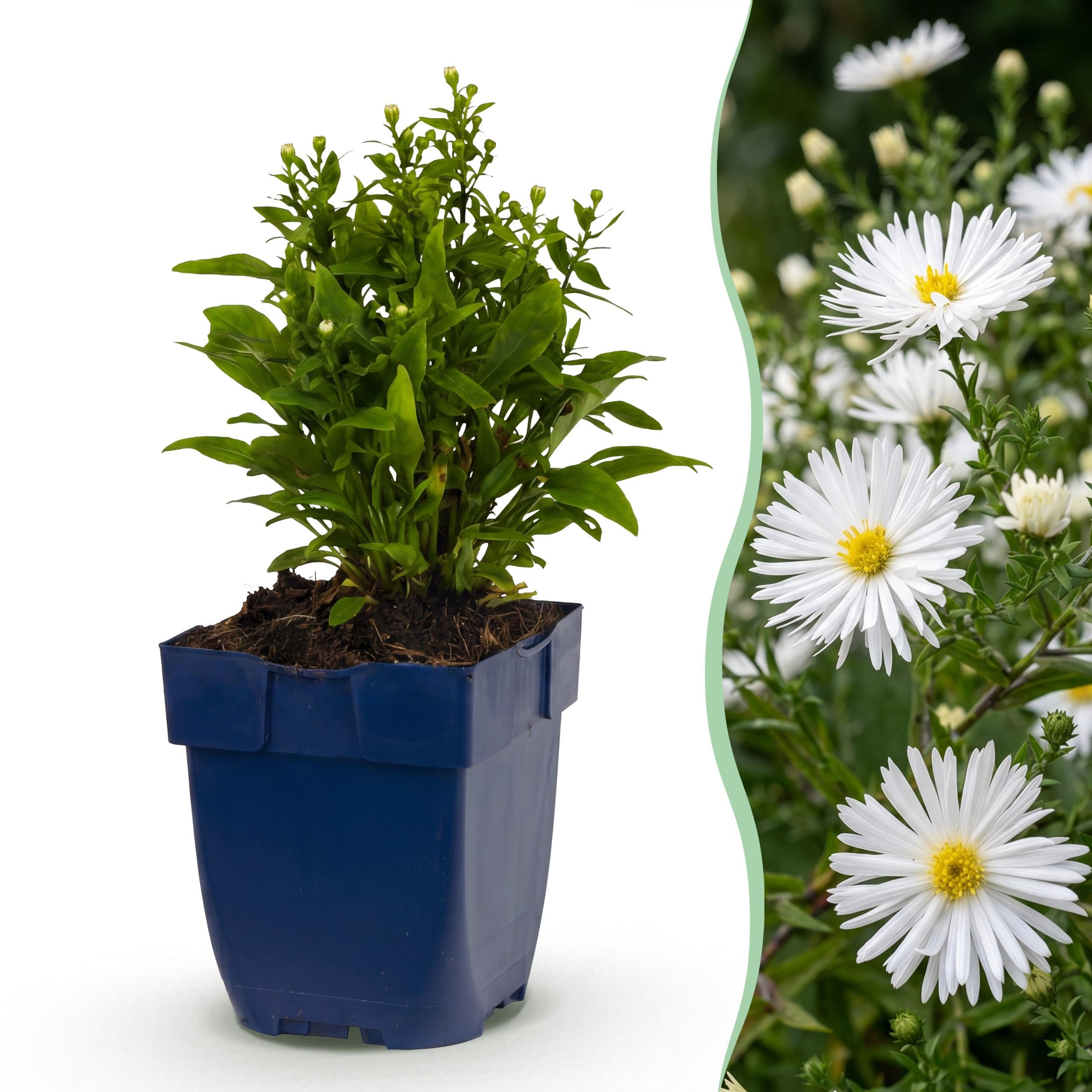 Aster (D) Schneekissen - Aster marino - Attira api e farfalle - Bianco - 6 piante - 15-25cm - Ø11cm - Pianta da giardino