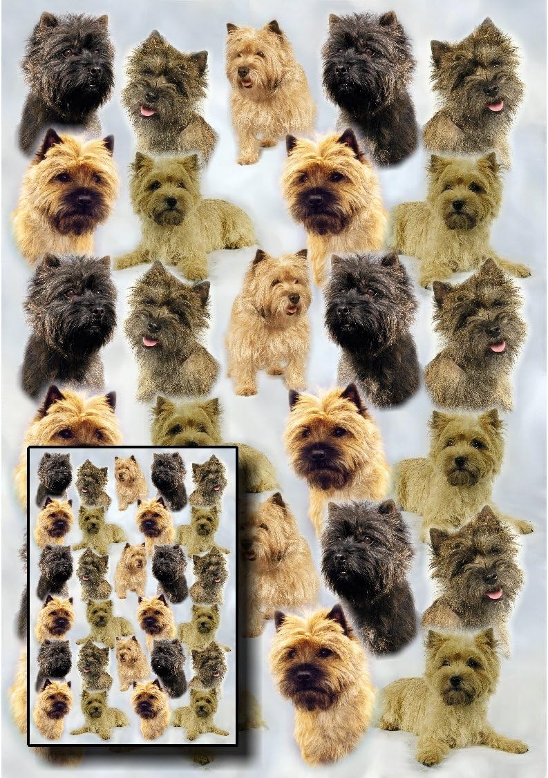 Cairn Terrier Dog Gift Wrapping Paper with Small Gift Card Design by