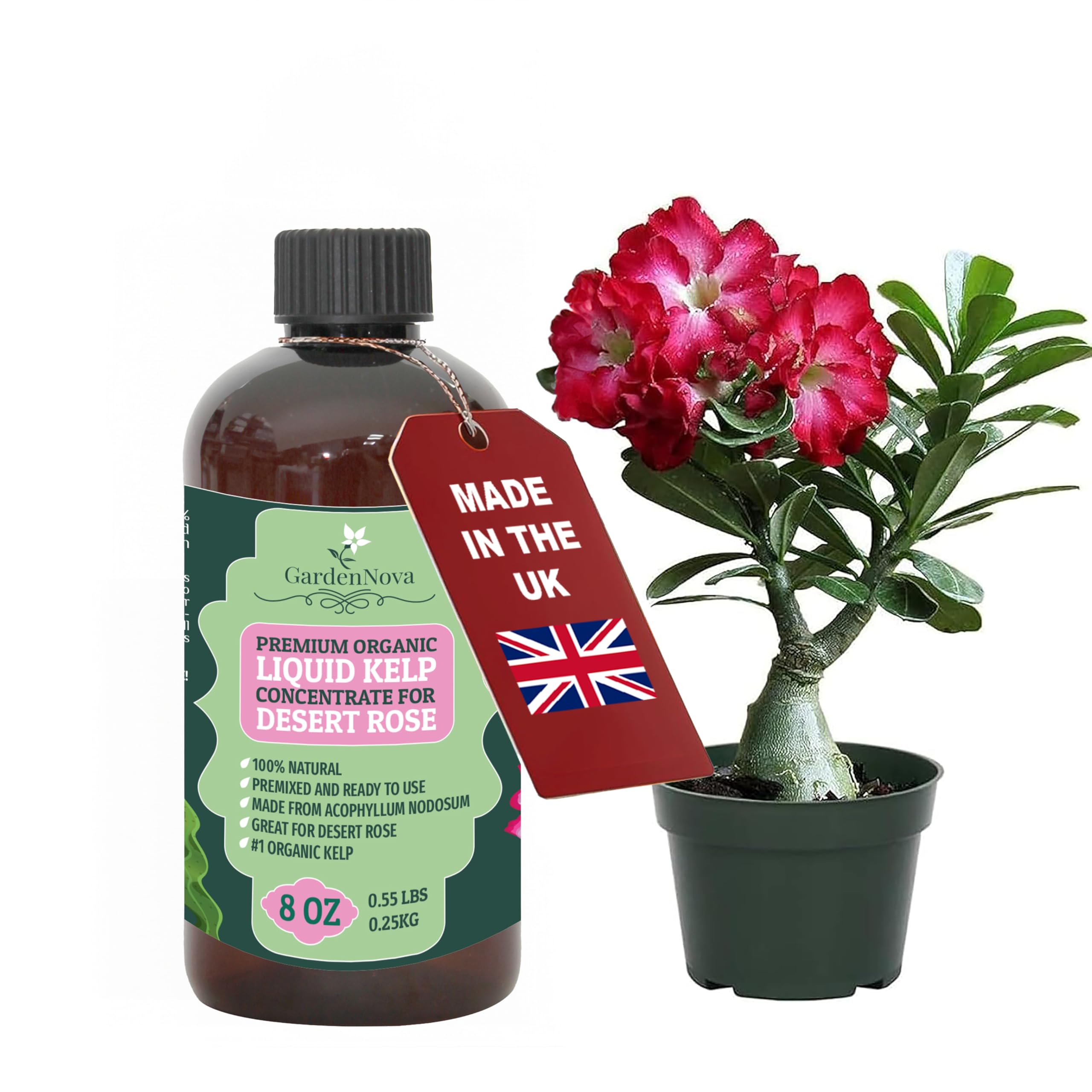 GARDENNOVA Premium Organic Seaweed & Kelp Superfood for Desert Rose Plants - 8 oz - Liquid Kelp Fertilizer Concentrate (Makes 25 Litres)