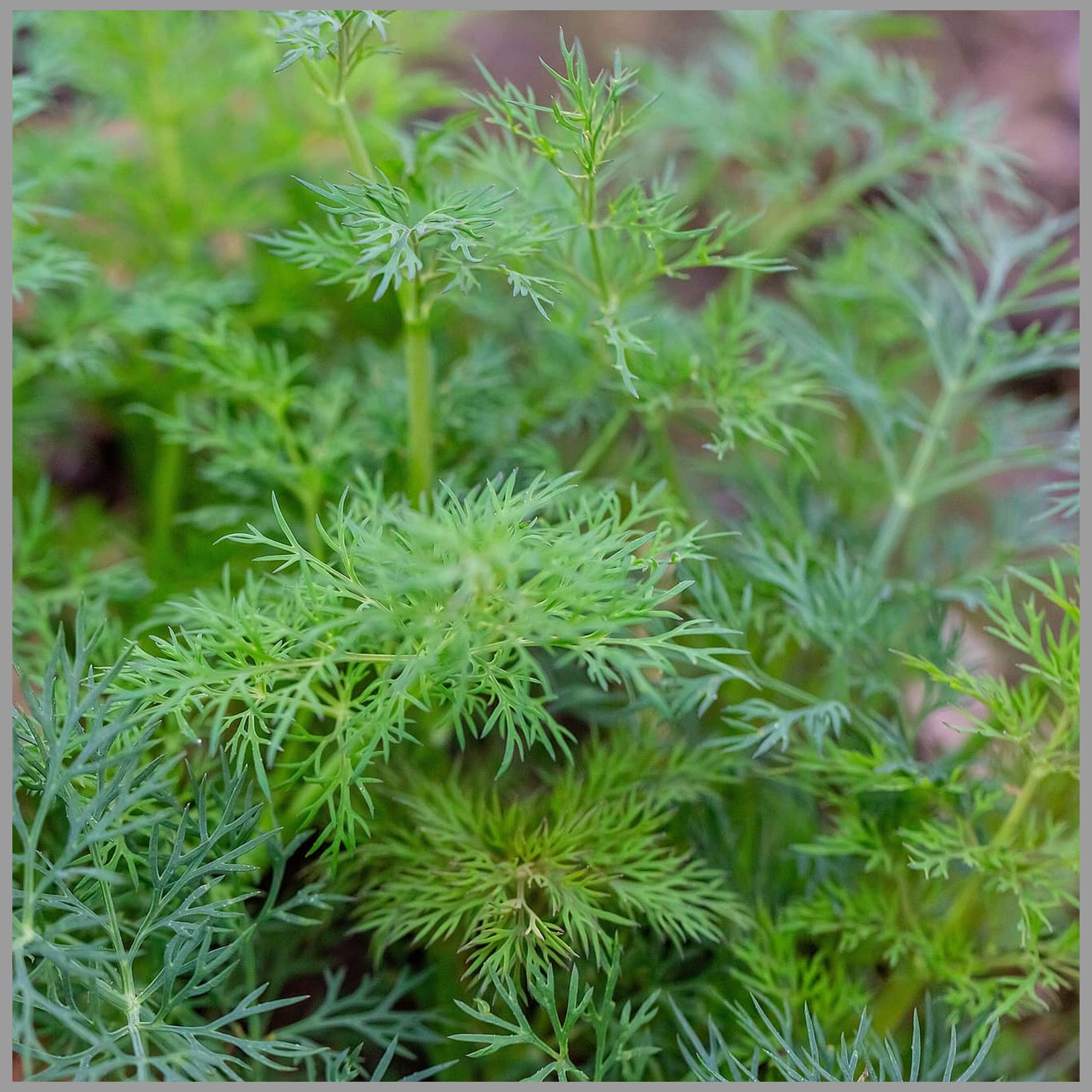 Dill (Herb) Seeds (Pack of 75 Seeds) - GardenHunt (B087ZXR5S2) Amazon Price History, Amazon Price Tracker