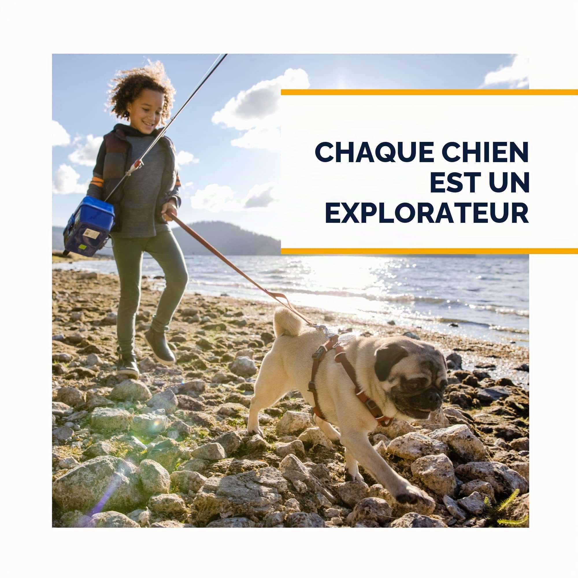 Grip Trex - Chaussures pour Chien