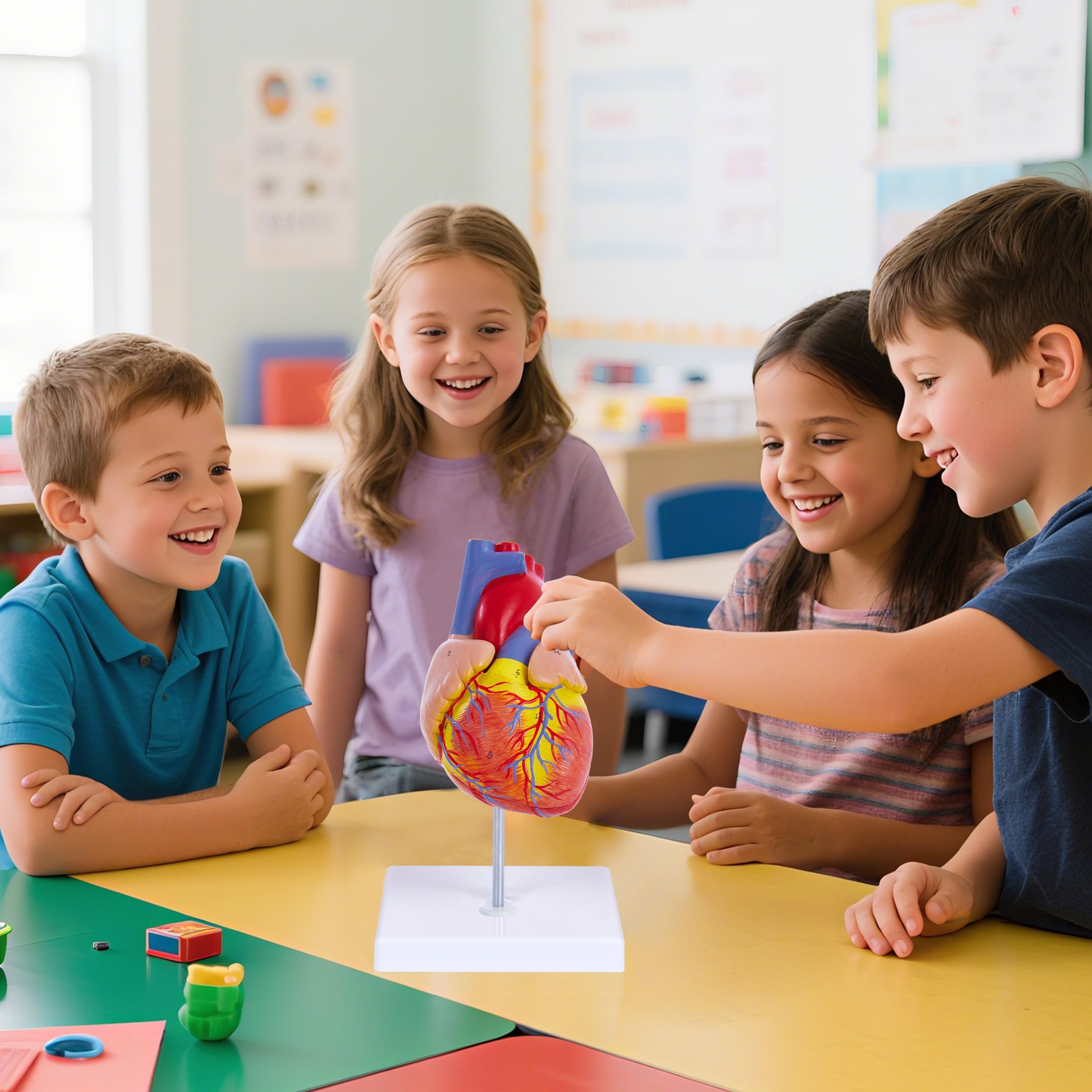 Life Size Heart Model - 34 Anatomy Structures -8