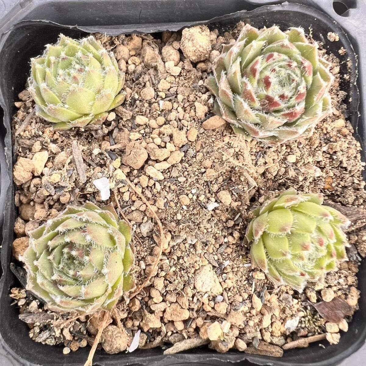 Amazon.co.jp: 山彦1つセンペルビウム多肉植物 : おもちゃ