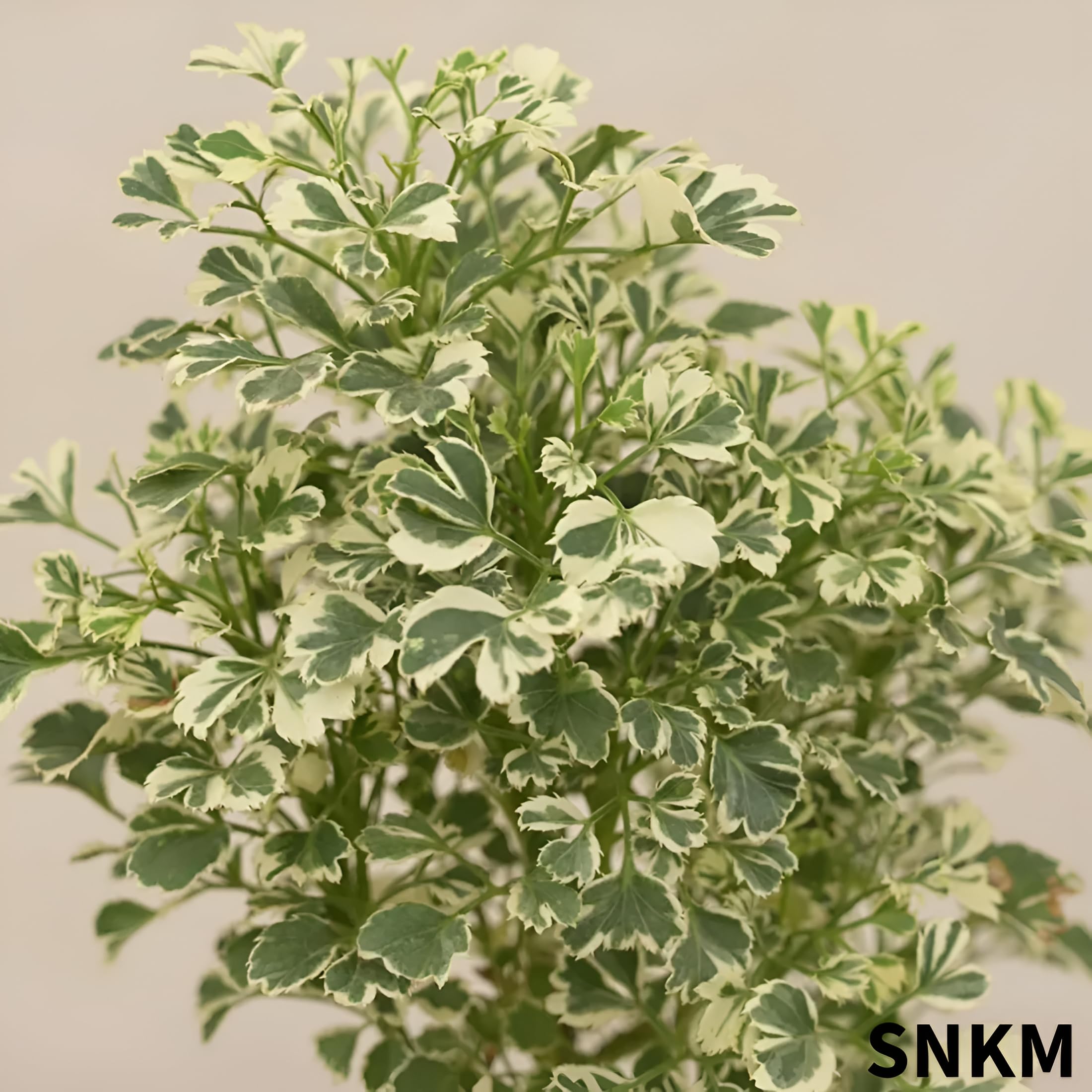 SNKM Aralia Indoor & Outdoor Air Purifying Healthy Live Plant For Office, Table Top, Home Decor (Medium Size, Pack of 1) 2