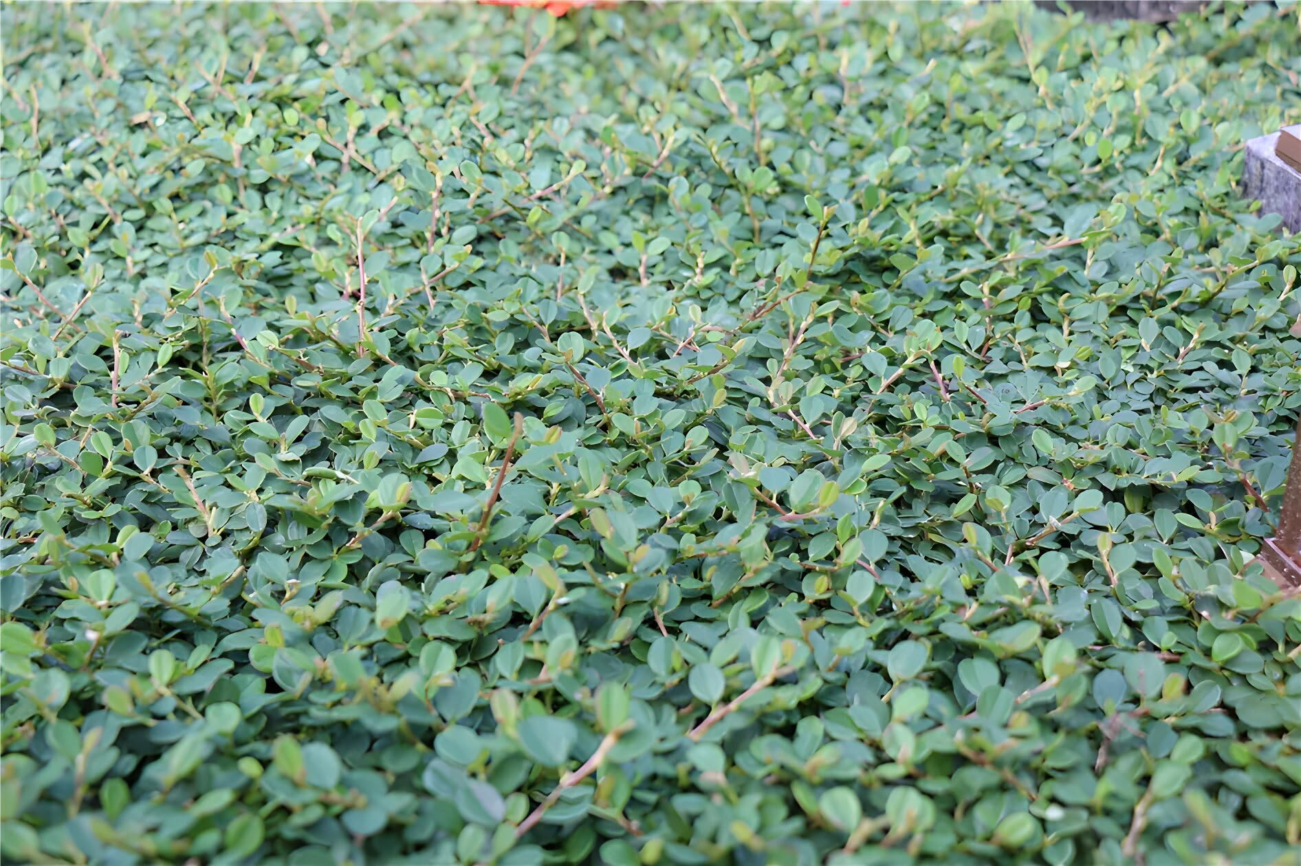 Stauden Gänge 50 x Cotoneaster dammeri 'Queen of Carpets' winterhart | Immergrüner Bodendecker für Sonne bis Halbschatten, Blüte Mai bis Juni, mehrjährig, 9x9 cm Topf