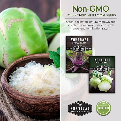 Miniatura 5 de Colección de semillas de colinabo para plantar, 2 paquetes para plantar y cultivar plantas de colinabo de Viena blanca y púrpura de Viena - Cebollas