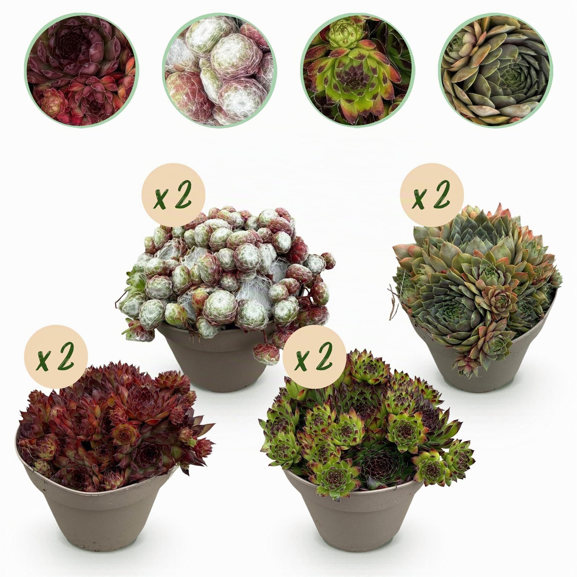 GreenboutiQ - Bodendecker - Winterhart - Sempervivum Big Sam - 8 Pflanzen - Wenig Pflege - Topf 14cm Höhe 17cm