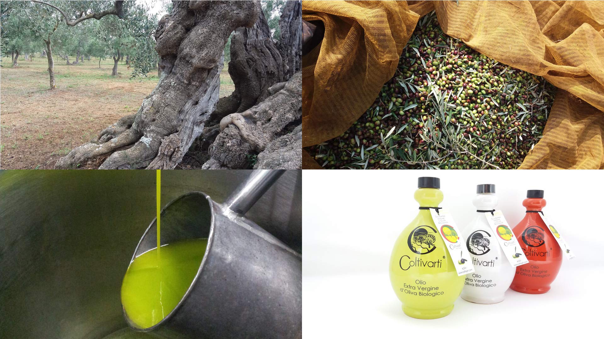 Coltivarti - Bio Olivenöl Extra Vergine Keramikkrug 500ml (Festa) - 4