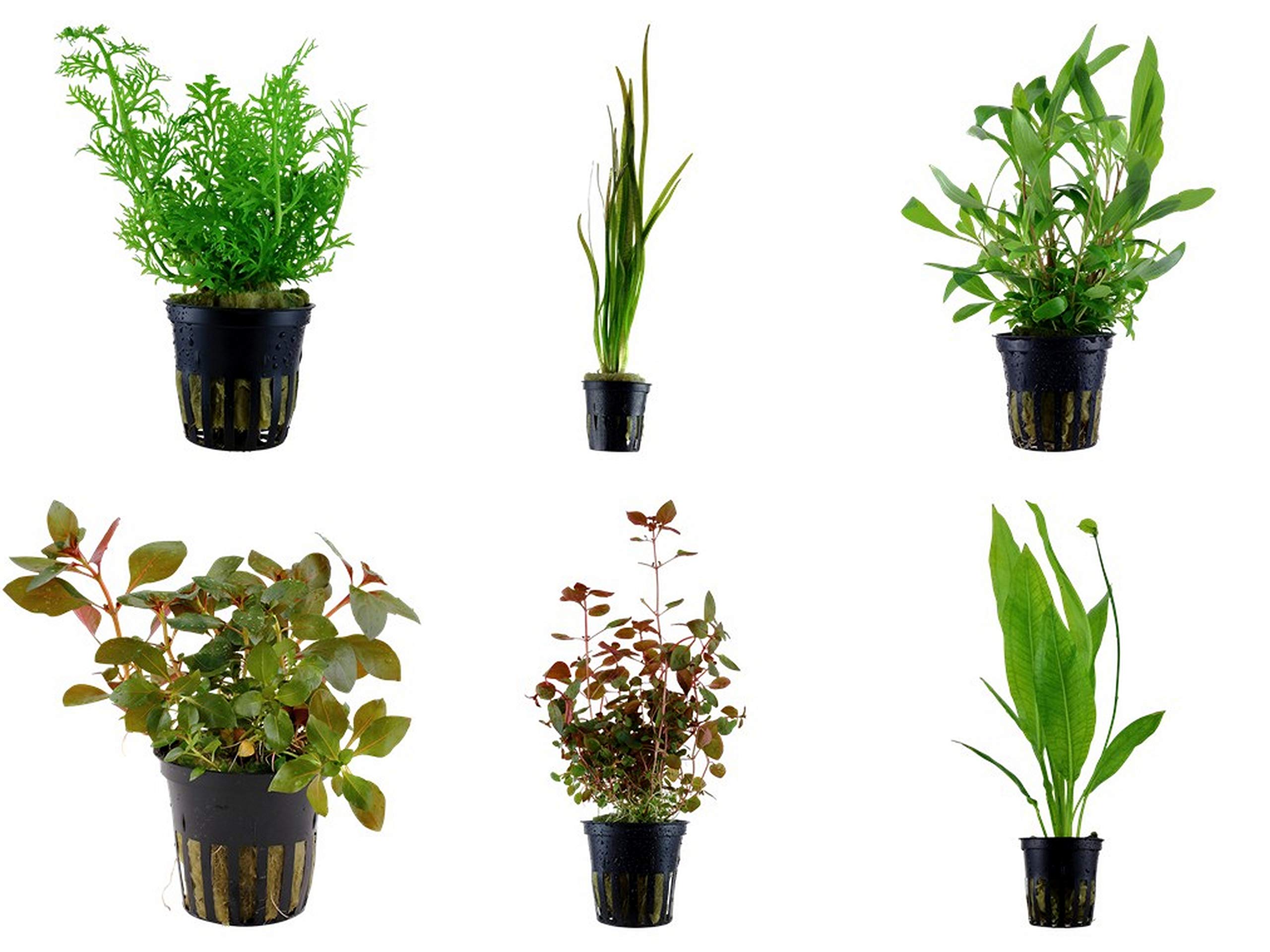 Tropica Hintergrund Set mit 6 Topf Pflanzen Aquariumpflanzenset Nr.26 Wasserpflanzen Aquarium Aquariumpflanzen