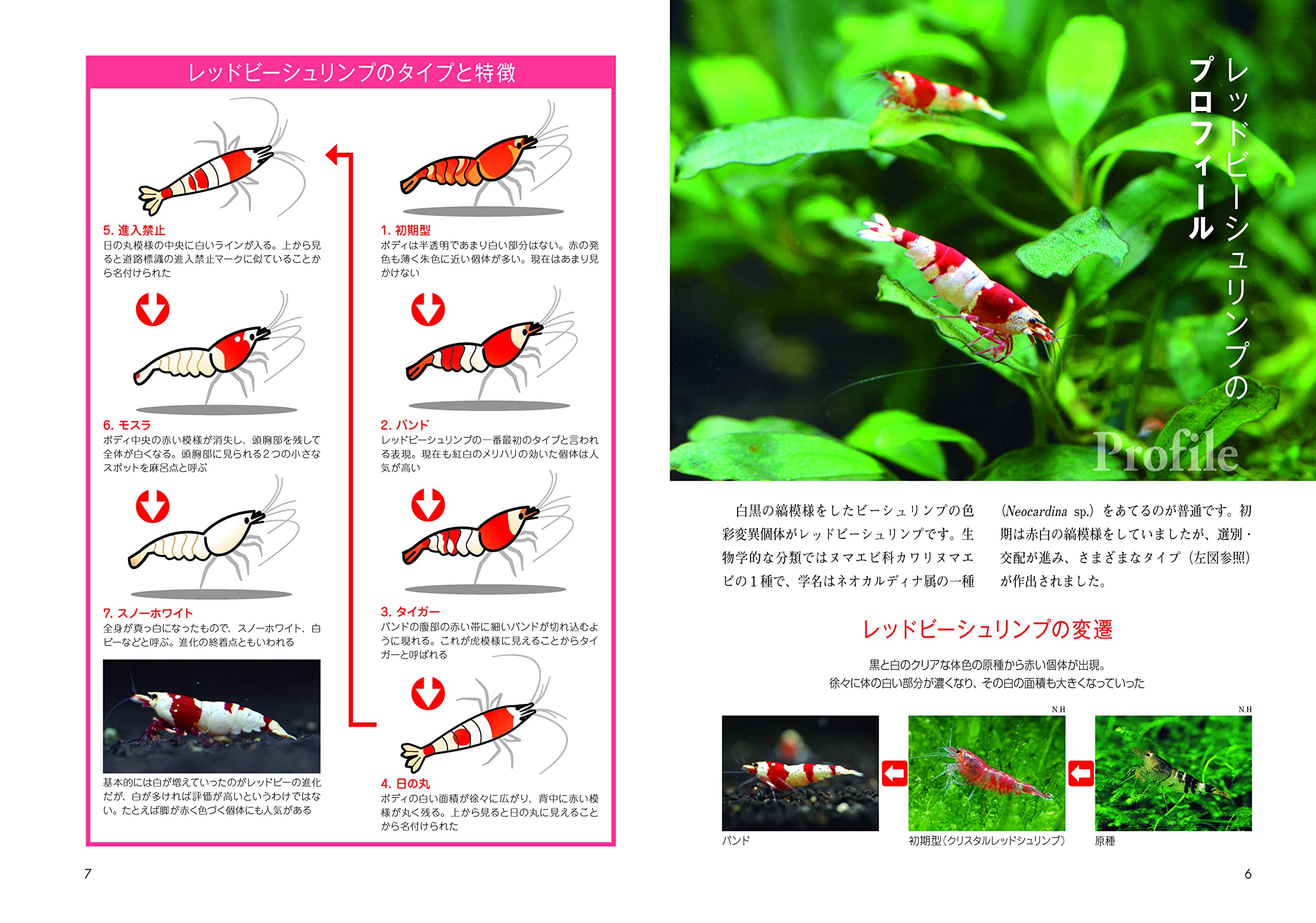 増補改訂版 レッドビーシュリンプの飼育q A100 これからシュリンプをはじめたい方に アクアライフの本 月刊アクアライフ編集部 本 通販 Amazon