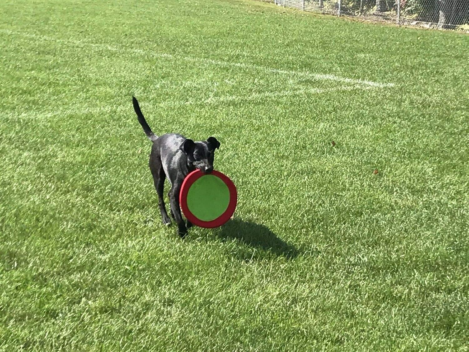floppy flyer dog frisbee